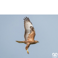 گونه سارگپه پا بلند Long-legged Buzzard